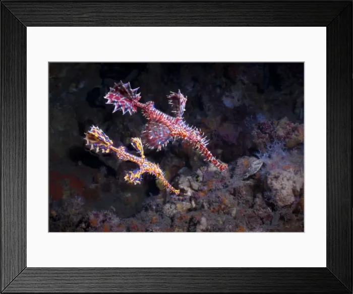 Framed Print : Harlequin Ghost Pipefish, (Solenostomus paradoxus), Southern Thailand, Andaman Sea, Indian Ocean, Asia Framed Print : Harlequin Ghost Pipefish, (Solenostomus paradoxus), Southern Thailand, Andaman Sea, Indian Ocean, Asia