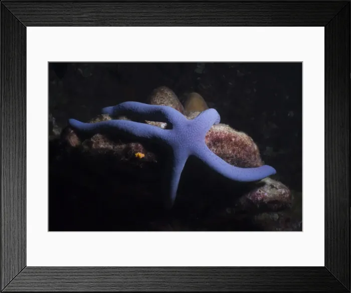 Framed Print : Blue Sea Star (Linckia Laevigata), Southern Thailand, Andaman Sea, Indian Ocean, Asia Framed Print : Blue Sea Star (Linckia Laevigata), Southern Thailand, Andaman Sea, Indian Ocean, Asia