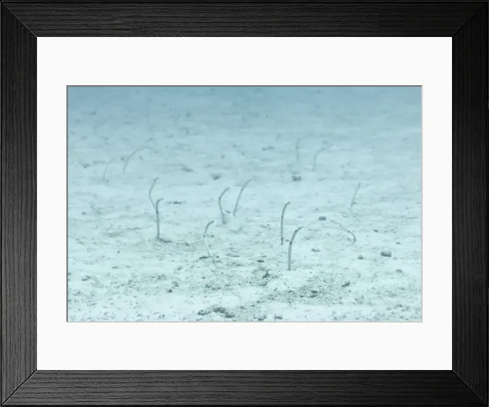 Framed Print : Spotted Garden Eel (Heteroconger hassi), Southern Thailand, Andaman Sea, Indian Ocean, Asia Framed Print : Spotted Garden Eel (Heteroconger hassi), Southern Thailand, Andaman Sea, Indian Ocean, Asia