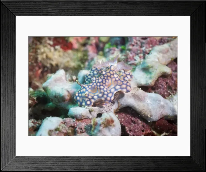 Framed Print : Chromodoris kuniei, a nudibranch, Southern Thailand, Andaman Sea, Indian Ocean, Southeast Asia, Asia Framed Print : Chromodoris kuniei, a nudibranch, Southern Thailand, Andaman Sea, Indian Ocean, Southeast Asia, Asia