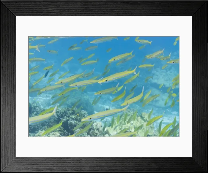 Framed Print : Underwater, Southern Thailand, Andaman Sea, Indian Ocean, Asia Framed Print : Underwater, Southern Thailand, Andaman Sea, Indian Ocean, Asia
