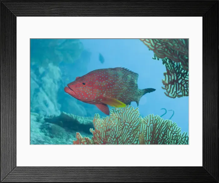 Framed Print : Coral Hind (cephalopholis), Southern Thailand, Andaman Sea, Indian Ocean, Asia Framed Print : Coral Hind (cephalopholis), Southern Thailand, Andaman Sea, Indian Ocean, Asia