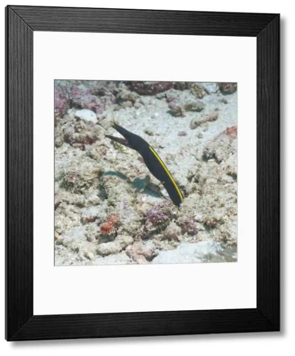 Framed Print : Blue Ribbon Eel (Rhinomuraena quaesita) juvenile, Southern Thailand, Andaman Sea, Indian Ocean, Asia Framed Print : Blue Ribbon Eel (Rhinomuraena quaesita) juvenile, Southern Thailand, Andaman Sea, Indian Ocean, Asia