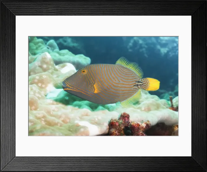 Framed Print : Orange Lined Triggerfish (Balistapus undulatus), Southern Thailand, Andaman Sea, Indian Ocean, Asia Framed Print : Orange Lined Triggerfish (Balistapus undulatus), Southern Thailand, Andaman Sea, Indian Ocean, Asia