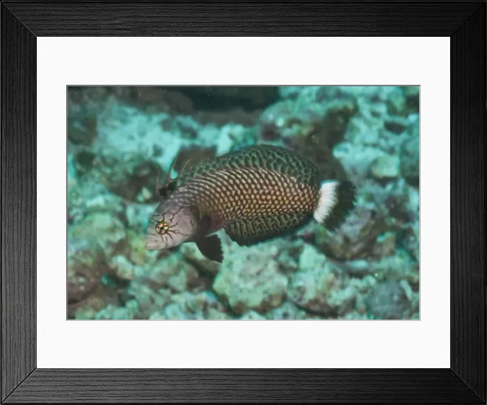 Framed Print : Rockmover Wrasse (Novaculichthys taeniourus), Southern Thailand, Andaman Sea, Indian Ocean, Asia Framed Print : Rockmover Wrasse (Novaculichthys taeniourus), Southern Thailand, Andaman Sea, Indian Ocean, Asia