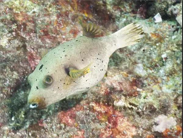 Puffer Fish (Tetraodontidae), Southern Thailand, Andaman Sea, Indian Ocean, Asia