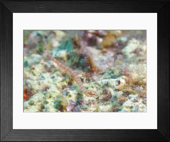 Framed Print : Pipefish (Corythoichthys), Southern Thailand, Andaman Sea, Indian Ocean, Asia Framed Print : Pipefish (Corythoichthys), Southern Thailand, Andaman Sea, Indian Ocean, Asia