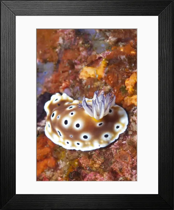Framed Print : Nudibranch (Risbecia tryoni), Southern Thailand, Andaman Sea, Indian Ocean, Asia