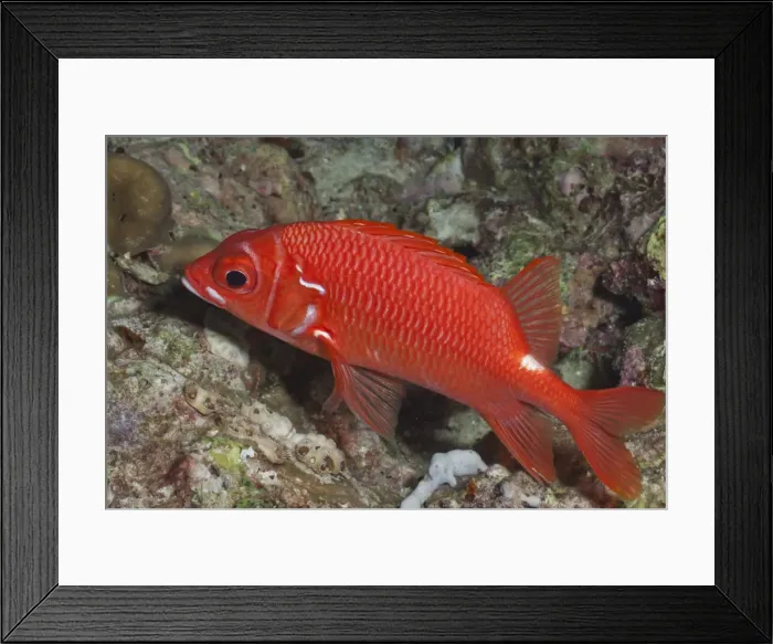 Framed Print : Whitetail Squirrelfish (Sargocentrum caudimaculatum), SouthernThailand, Andaman Sea, Indian Ocean, Asia Framed Print : Whitetail Squirrelfish (Sargocentrum caudimaculatum), SouthernThailand, Andaman Sea, Indian Ocean, Asia