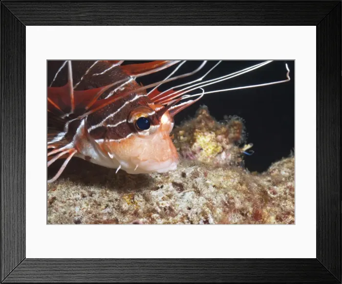 Framed Print : Scorpionfish (white-lined lionfish), (Pterois radiata), Southern Thailand, Andaman Sea, Indian Ocean, Asia Framed Print : Scorpionfish (white-lined lionfish), (Pterois radiata), Southern Thailand, Andaman Sea, Indian Ocean, Asia