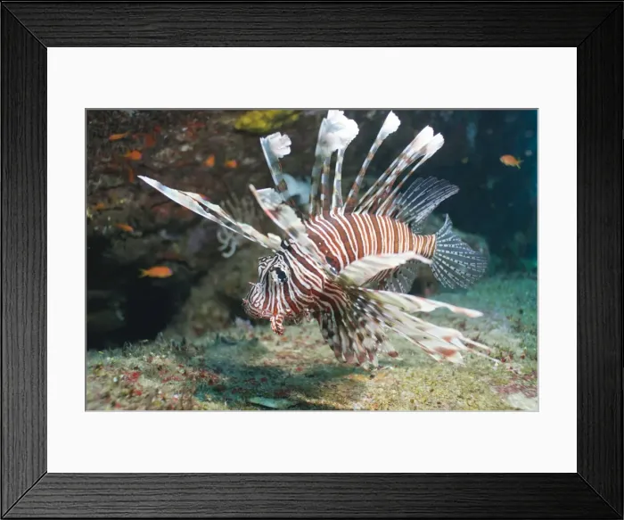 Framed Print : Scorpionfish (common lionfish) (Pterois miles), Southern Thailand, Andaman Sea, Indian Ocean, Asia Framed Print : Scorpionfish (common lionfish) (Pterois miles), Southern Thailand, Andaman Sea, Indian Ocean, Asia