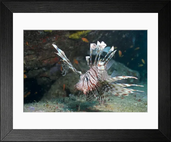 Framed Print : Scorpionfish (common lionfish) (Pterois miles), Southern Thailand, Andaman Sea, Indian Ocean, Asia Framed Print : Scorpionfish (common lionfish) (Pterois miles), Southern Thailand, Andaman Sea, Indian Ocean, Asia