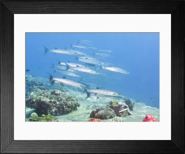 Framed Print : Pickhandle Barracuda, Southern Thailand, Andaman Sea, Indian Ocean, Asia Framed Print : Pickhandle Barracuda, Southern Thailand, Andaman Sea, Indian Ocean, Asia