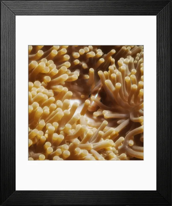 Framed Print : Anemonefish, (Amphiprion ocellaris) in sea anemone, Southern Thailand, Andaman Sea, Indian Ocean, Asia Framed Print : Anemonefish, (Amphiprion ocellaris) in sea anemone, Southern Thailand, Andaman Sea, Indian Ocean, Asia