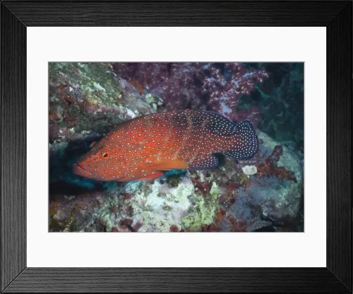 Framed Print : Coral hind, (cephalopholis), SouthernThailand, Andaman Sea, Indian Ocean, Asia Framed Print : Coral hind, (cephalopholis), SouthernThailand, Andaman Sea, Indian Ocean, Asia