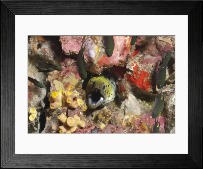 Framed Print : Spot-face moray (Gymnothorax fimbriatus), Southern Thailand, Andaman Sea, Indian Ocean, Asia Framed Print : Spot-face moray (Gymnothorax fimbriatus), Southern Thailand, Andaman Sea, Indian Ocean, Asia