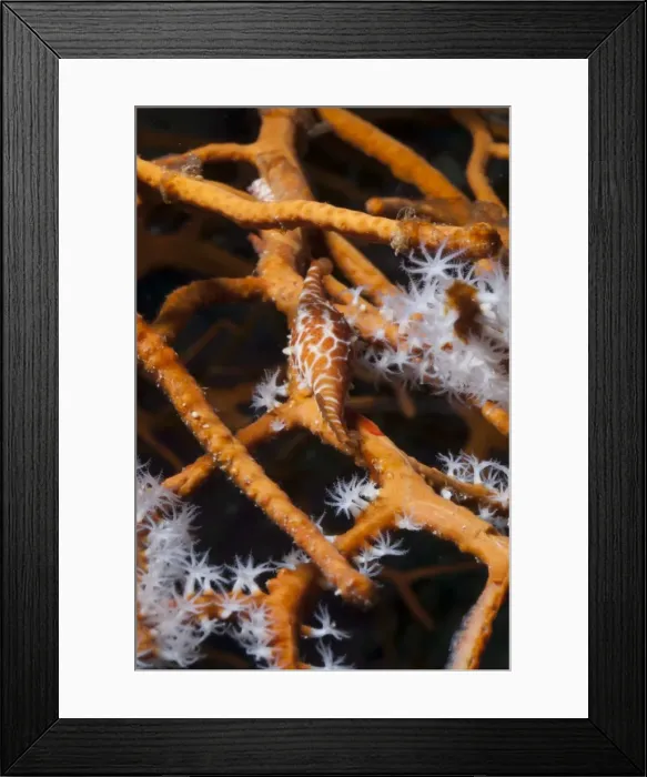Framed Print : Allied cowry (Phenacovolva gracilis), Southern Thailand, Andaman Sea, Indian Ocean, Asia Framed Print : Allied cowry (Phenacovolva gracilis), Southern Thailand, Andaman Sea, Indian Ocean, Asia