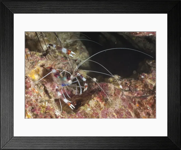 Framed Print : Banded boxer shrimp (Stenopus tenuirostris), Southern Thailand, Andaman Sea, Indian Ocean, Asia