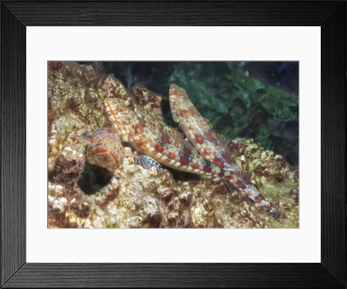 Framed Print : Variegated lizardfish (Synodus variegatus), Southern Thailand, Andaman Sea, Indian Ocean, Southeast Asia, Asia