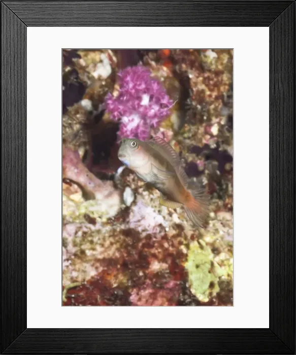 Framed Print : Midas blenny (Ecsenius), Southern Thailand, Andaman Sea, Indian Ocean, Southeast Asia, Asia Framed Print : Midas blenny (Ecsenius), Southern Thailand, Andaman Sea, Indian Ocean, Southeast Asia, Asia