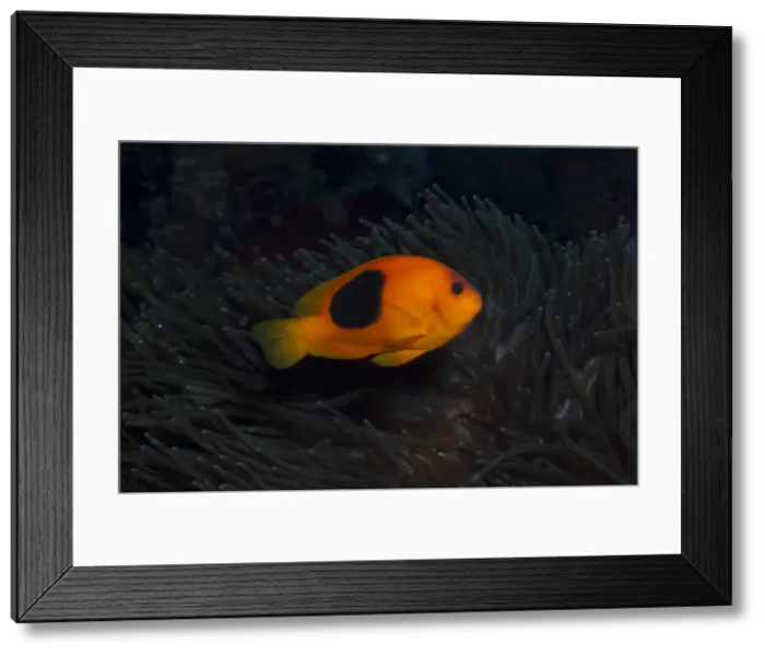 Framed Print : Tomato Anemonefish (Amphiprion ephippium), Southern Thailand, Andaman Sea, Indian Ocean, Southeast Asia, Asia Framed Print : Tomato Anemonefish (Amphiprion ephippium), Southern Thailand, Andaman Sea, Indian Ocean, Southeast Asia, Asia