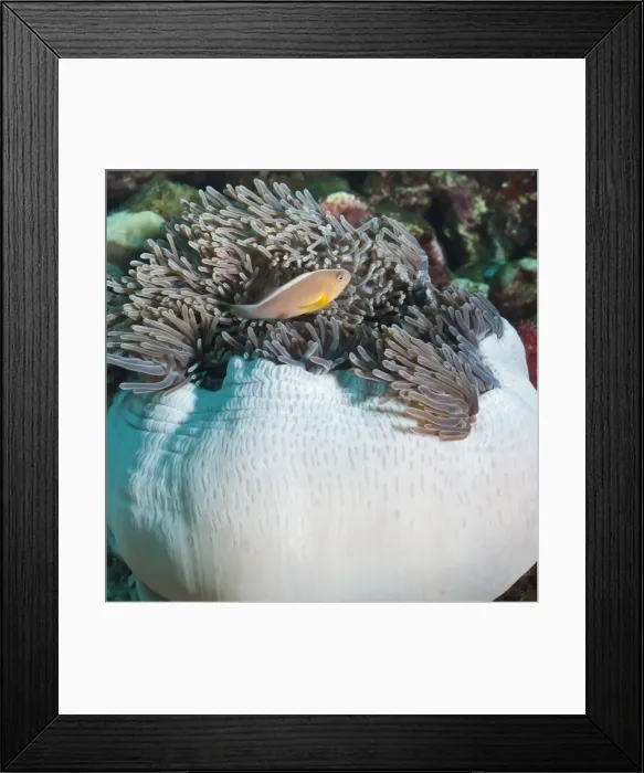 Framed Print : Anemonefish (Amphiprion ocellaris) and sea anemone, Southern Thailand, Andaman Sea, Indian Ocean, Southeast Asia, Asia