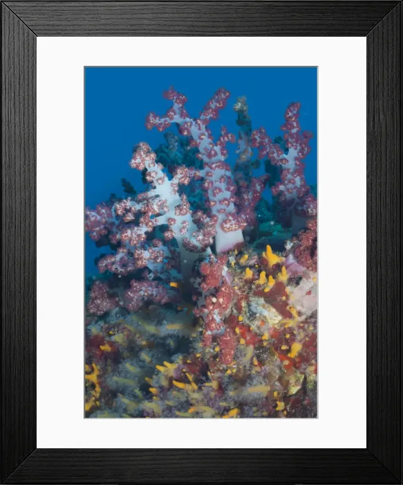 Framed Print : Scleronephthya, soft coral, Southern Thailand, Andaman Sea, Indian Ocean, Southeast Asia, Asia Framed Print : Scleronephthya, soft coral, Southern Thailand, Andaman Sea, Indian Ocean, Southeast Asia, Asia