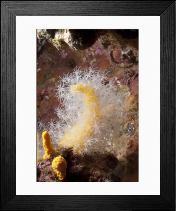 Framed Print : Soft coral, Southern Thailand, Andaman Sea, Indian Ocean, Southeast Asia, Asia Framed Print : Soft coral, Southern Thailand, Andaman Sea, Indian Ocean, Southeast Asia, Asia