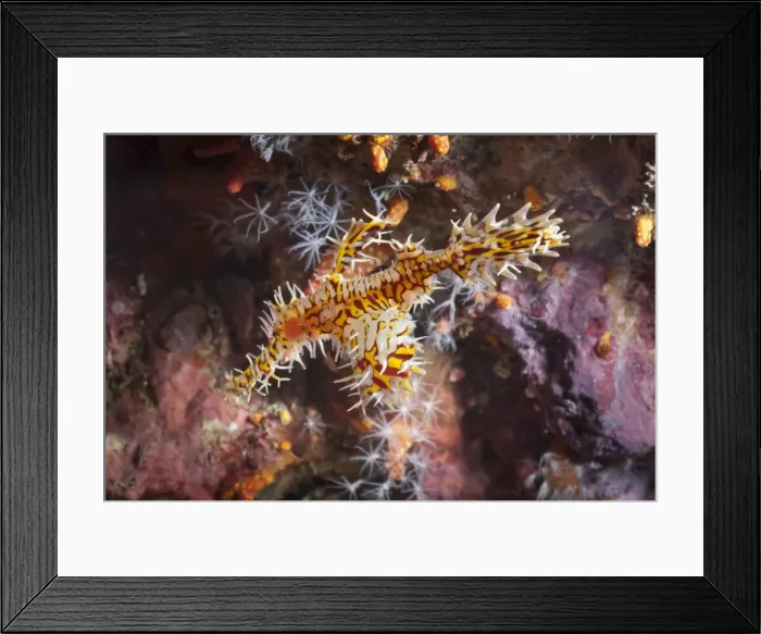 Framed Print : Harlequin ghost pipefish (Solenostomus paradoxus), Southern Thailand, Andaman Sea, Indian Ocean, Southeast Asia, Asia Framed Print : Harlequin ghost pipefish (Solenostomus paradoxus), Southern Thailand, Andaman Sea, Indian Ocean, Southeast Asia, Asia