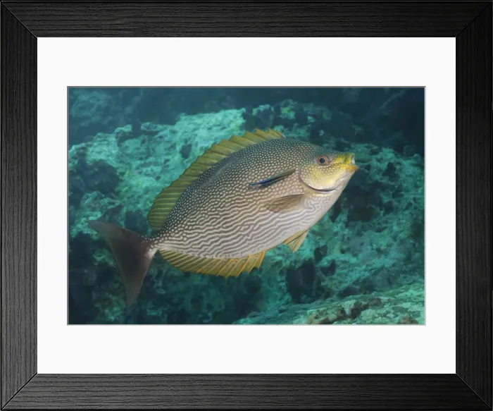 Framed Print : Maze rabbitfish (Siganus vermiculatus), Southern Thailand, Andaman Sea, Indian Ocean, Southeast Asia, Asia Framed Print : Maze rabbitfish (Siganus vermiculatus), Southern Thailand, Andaman Sea, Indian Ocean, Southeast Asia, Asia