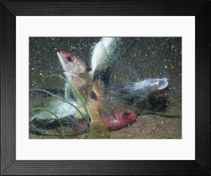 Framed Print : Striped snapper (Lutjanus) caught in fishing net, Southern Thailand, Andaman Sea, Indian Ocean, Southeast Asia, Asia Framed Print : Striped snapper (Lutjanus) caught in fishing net, Southern Thailand, Andaman Sea, Indian Ocean, Southeast Asia, Asia