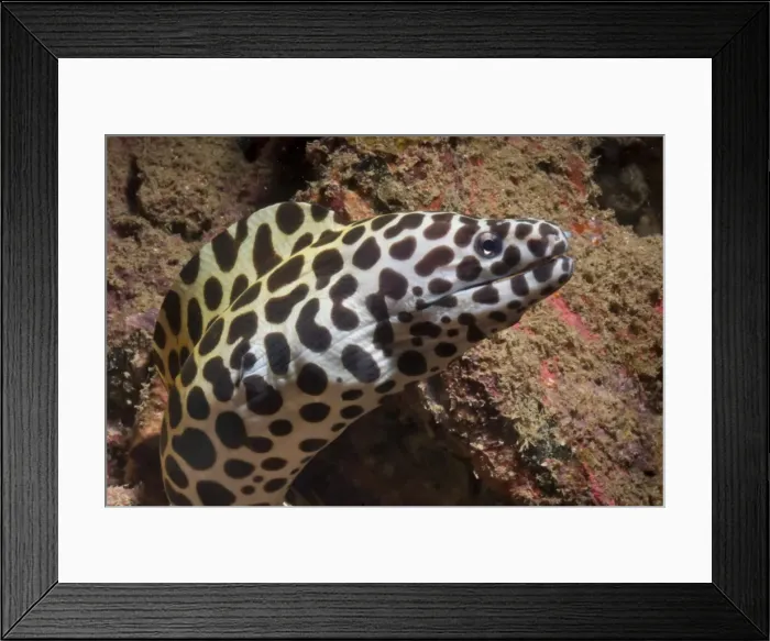 Framed Print : Spotted moray (Gymnothorax isingteena), SouthernThailand, Andaman Sea, Indian Ocean, Southeast Asia, Asia Framed Print : Spotted moray (Gymnothorax isingteena), SouthernThailand, Andaman Sea, Indian Ocean, Southeast Asia, Asia
