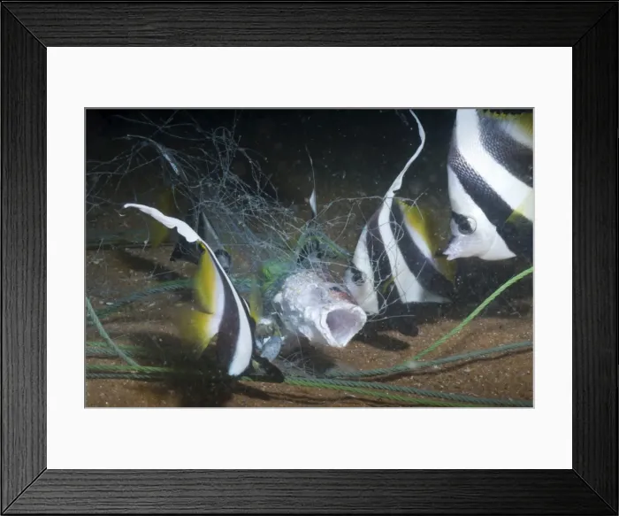 Framed Print : Moorish idol (Zanclus Ccornutus) caught in fishing net, Southern Thailand, Andaman Sea, Indian Ocean, Southeast Asia, Asia Framed Print : Moorish idol (Zanclus Ccornutus) caught in fishing net, Southern Thailand, Andaman Sea, Indian Ocean, Southeast Asia, Asia