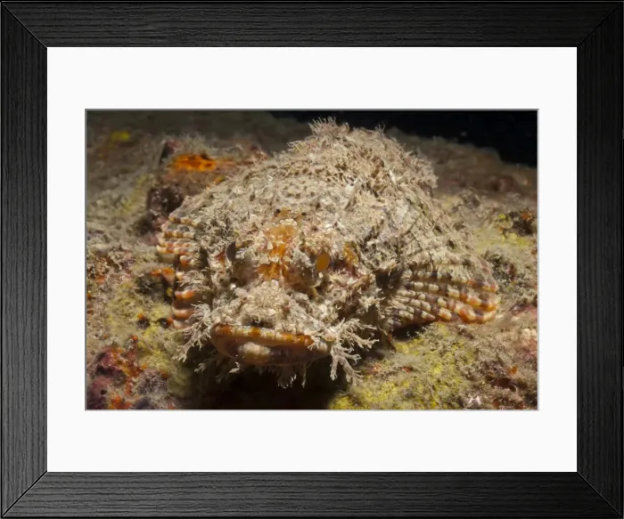 Framed Print : Scorpionfish (Scorpaenopsis), Southern Thailand, Andaman Sea, Indian Ocean, Southeast Asia, Asia Framed Print : Scorpionfish (Scorpaenopsis), Southern Thailand, Andaman Sea, Indian Ocean, Southeast Asia, Asia