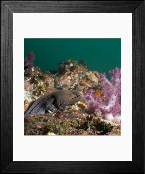 Framed Print : Giant moray eel (Gymnothorax javanicus), SouthernThailand, Andaman Sea, Indian Ocean, Southeast Asia, Asia Framed Print : Giant moray eel (Gymnothorax javanicus), SouthernThailand, Andaman Sea, Indian Ocean, Southeast Asia, Asia