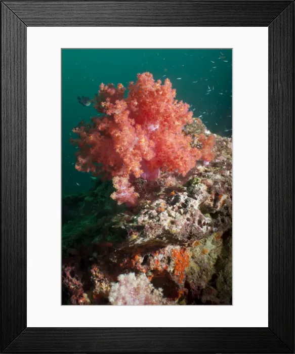 Framed Print : Red dendronephthya, soft coral, SouthernThailand, Andaman Sea, Indian Ocean, Southeast Asia, Asia Framed Print : Red dendronephthya, soft coral, SouthernThailand, Andaman Sea, Indian Ocean, Southeast Asia, Asia