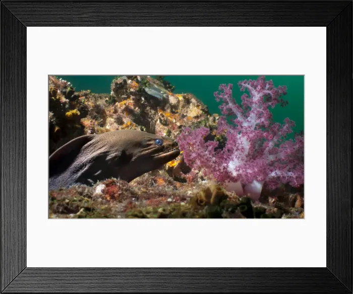 Framed Print : Giant moray eel (Gymnothorax javanicus), Southern Thailand, Andaman Sea, Indian Ocean, Southeast Asia, Asia Framed Print : Giant moray eel (Gymnothorax javanicus), Southern Thailand, Andaman Sea, Indian Ocean, Southeast Asia, Asia