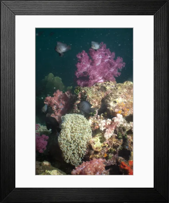 Framed Print : Dark damsel (Pomacentrus albicaudatus), SouthernThailand, Andaman Sea, Indian Ocean, Southeast Asia, Asia Framed Print : Dark damsel (Pomacentrus albicaudatus), SouthernThailand, Andaman Sea, Indian Ocean, Southeast Asia, Asia