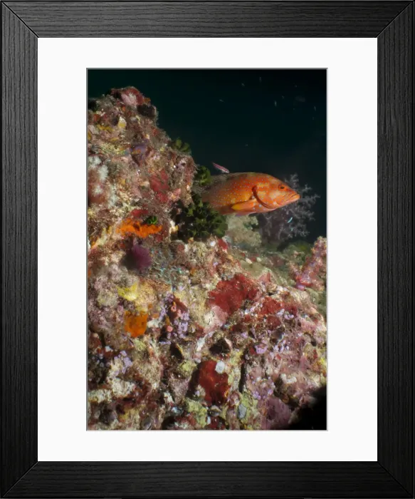 Framed Print : Coral hind (cephalopholis), Southern Thailand, Andaman Sea, Indian Ocean, Southeast Asia, Asia Framed Print : Coral hind (cephalopholis), Southern Thailand, Andaman Sea, Indian Ocean, Southeast Asia, Asia