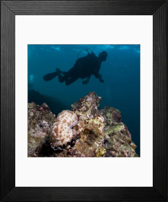 Framed Print : Sea cucumber (Bohadschia graeffei), and scuba diver SouthernThailand, Andaman Sea, Indian Ocean, Southeast Asia, Asia Framed Print : Sea cucumber (Bohadschia graeffei), and scuba diver SouthernThailand, Andaman Sea, Indian Ocean, Southeast Asia, Asia