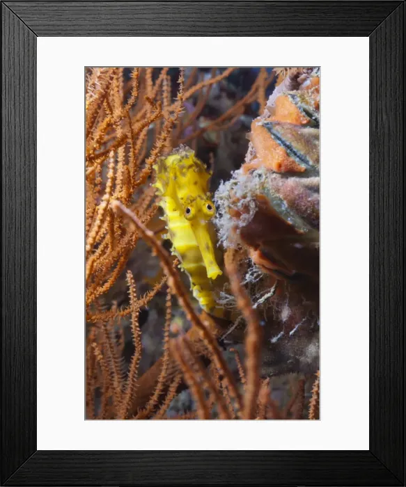 Framed Print : Thorny seahorse (Hippocampus hystrix), Southern Thailand, Andaman Sea, Indian Ocean, Southeast Asia, Asia Framed Print : Thorny seahorse (Hippocampus hystrix), Southern Thailand, Andaman Sea, Indian Ocean, Southeast Asia, Asia