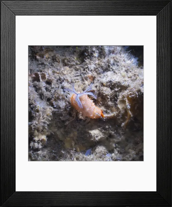 Framed Print : Nudibranch (Halgerda batangas), Southern Thailand, Andaman Sea, Indian Ocean, Southeast Asia, Asia Framed Print : Nudibranch (Halgerda batangas), Southern Thailand, Andaman Sea, Indian Ocean, Southeast Asia, Asia