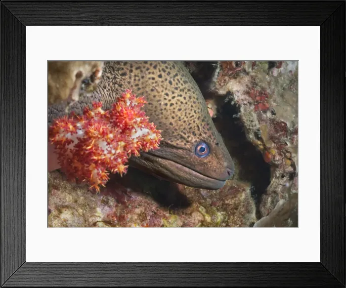 Framed Print : Giant moray eel (Gymnothorax javanicus), Southern Thailand, Andaman Sea, Indian Ocean, Southeast Asia, Asia Framed Print : Giant moray eel (Gymnothorax javanicus), Southern Thailand, Andaman Sea, Indian Ocean, Southeast Asia, Asia