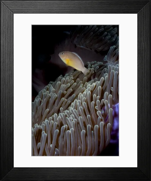 Framed Print : Anemonefish (Amphiprion ocellaris) and sea anemone, Southern Thailand, Andaman Sea, Indian Ocean, Southeast Asia, Asia Framed Print : Anemonefish (Amphiprion ocellaris) and sea anemone, Southern Thailand, Andaman Sea, Indian Ocean, Southeast Asia, Asia