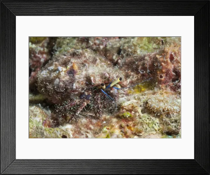 Framed Print : Hairy hermit crab (Aniculus elegans), Southern Thailand, Andaman Sea, Indian Ocean, Southeast Asia, Asia Framed Print : Hairy hermit crab (Aniculus elegans), Southern Thailand, Andaman Sea, Indian Ocean, Southeast Asia, Asia