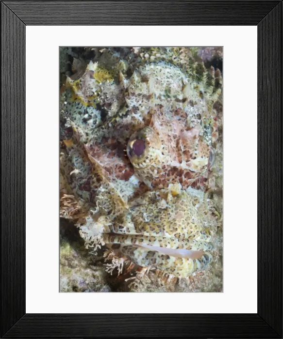 Framed Print : Scorpionfish (Scorpaenopsis), Southern Thailand, Andaman Sea, Indian Ocean, Southeast Asia, Asia Framed Print : Scorpionfish (Scorpaenopsis), Southern Thailand, Andaman Sea, Indian Ocean, Southeast Asia, Asia