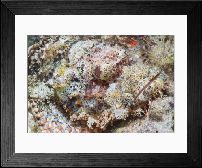 Framed Print : Scorpionfish (Scorpaenopsis), Southern Thailand, Andaman Sea, Indian Ocean, Southeast Asia, Asia Framed Print : Scorpionfish (Scorpaenopsis), Southern Thailand, Andaman Sea, Indian Ocean, Southeast Asia, Asia