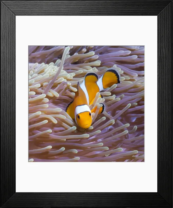 Framed Print : Western clown anemonefish (Amphiprion ocellaris) and sea anemone (Heteractis magnifica), Southern Thailand, Andaman Sea, Indian Ocean, Southeast Asia, Asia Framed Print : Western clown anemonefish (Amphiprion ocellaris) and sea anemone (Heteractis magnifica), Southern Thailand, Andaman Sea, Indian Ocean, Southeast Asia, Asia