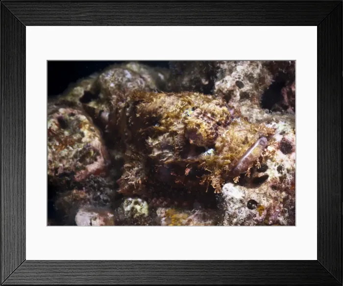 Framed Print : Scorpionfish (bearded scorpionfish) (Scorpaenopis barbatus), Southern Thailand, Andaman Sea, Indian Ocean, Southeast Asia, Asia Framed Print : Scorpionfish (bearded scorpionfish) (Scorpaenopis barbatus), Southern Thailand, Andaman Sea, Indian Ocean, Southeast Asia, Asia