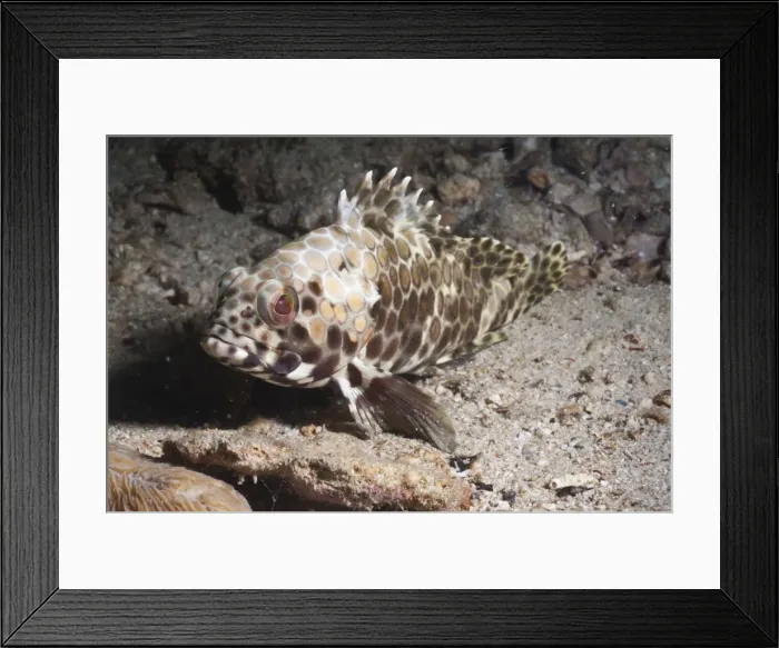 Framed Print : Longfin grouper (Epinephelus quoyanus), Southern Thailand, Andaman Sea, Indian Ocean, Southeast Asia, Asia Framed Print : Longfin grouper (Epinephelus quoyanus), Southern Thailand, Andaman Sea, Indian Ocean, Southeast Asia, Asia